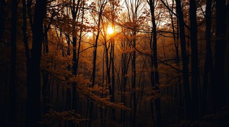 A captivating high-contrast, low-key image showcasing a breathtaking autumn forest bathed in the golden light of sunset.  Dee