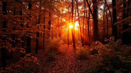 Capture the breathtaking beauty of an autumn forest bathed in the warm glow of a sunset.  This image showcases rich, deep tea