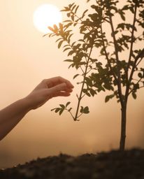 Experience a soft and dreamy atmosphere with hazy light as hands gently plant a tree under a pale golden sky.  The image evok