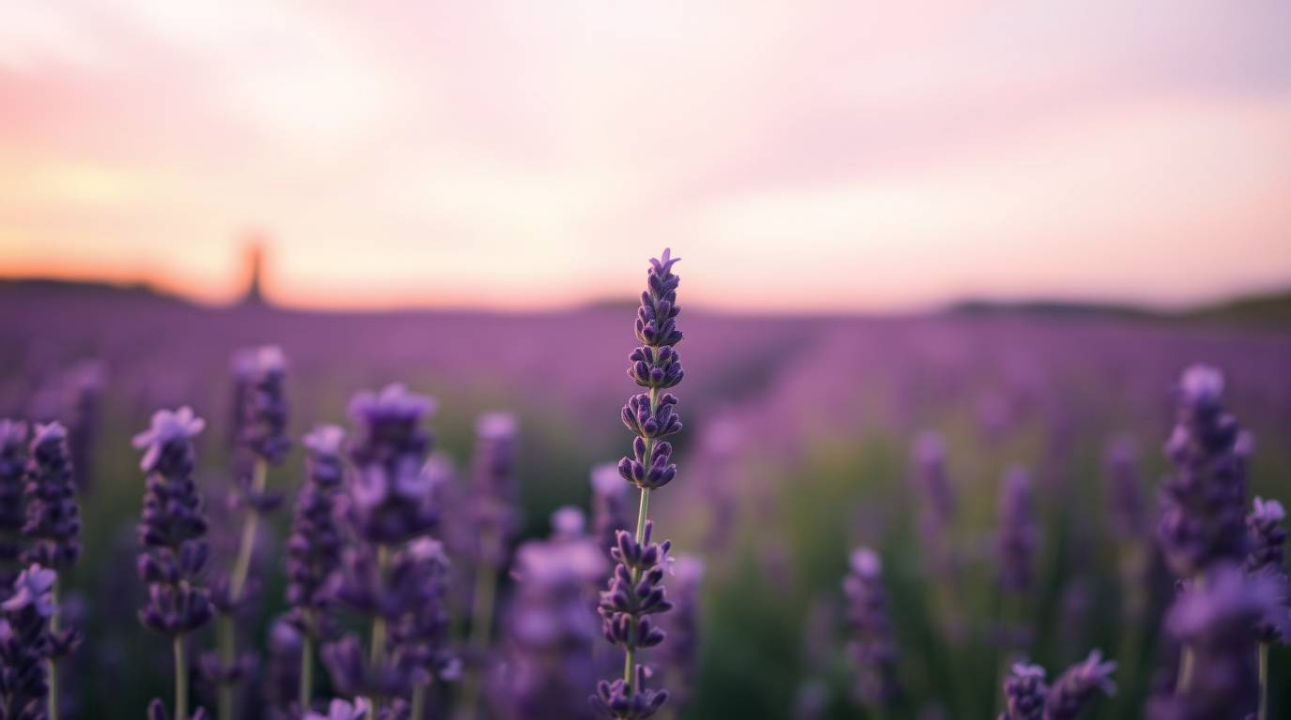 Experience the serene beauty of lavender fields bathed in the soft glow of a dreamy pink sky. This captivating image utilizes