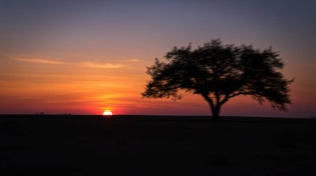 A captivating long exposure photograph showcases a lone tree silhouetted against a vibrant, fiery sunset.  The motion blur ef
