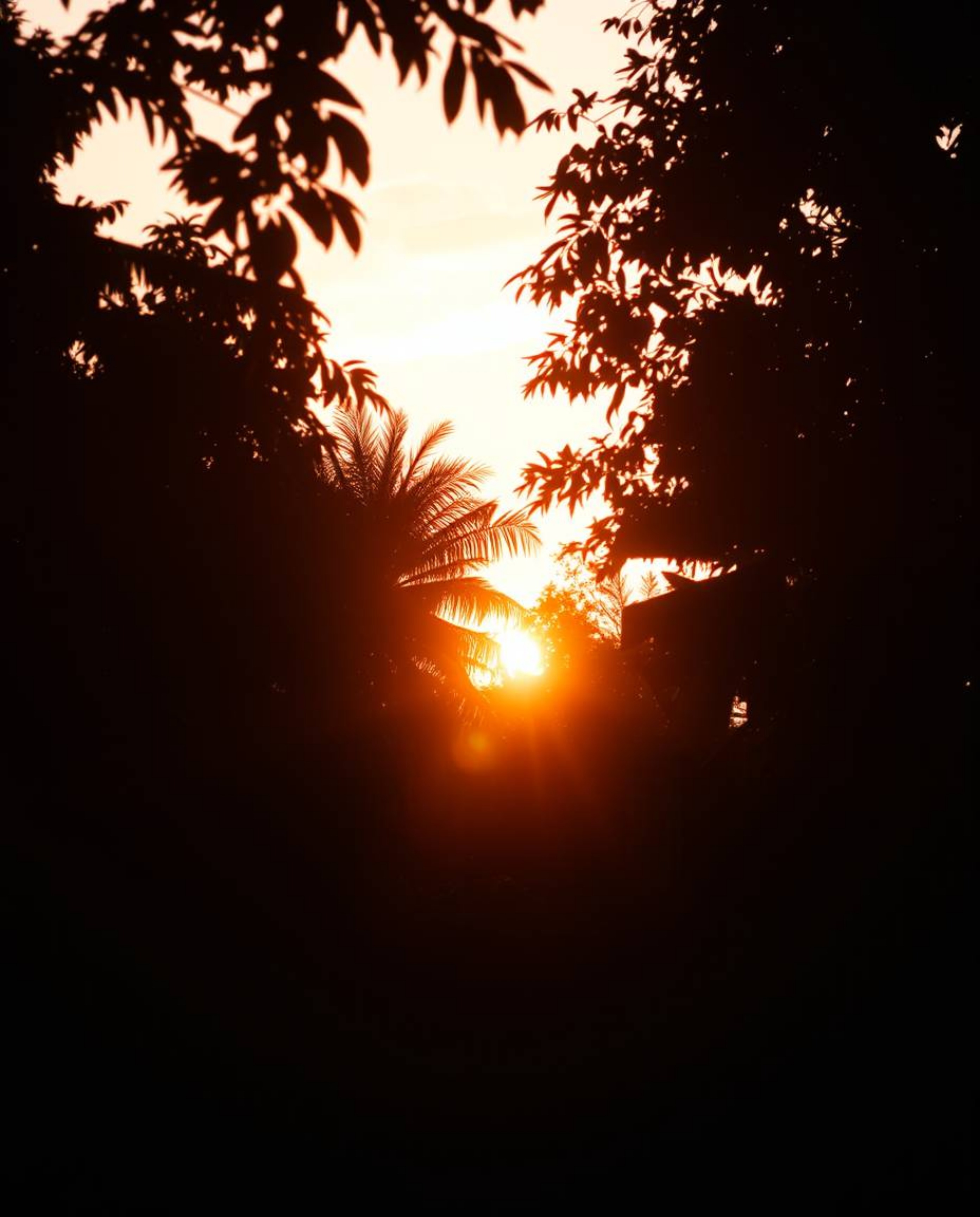 A warm golden hour light photograph captured in a dramatic cinematic style, portraying a sunset seen through a dense jungle c