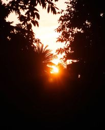 A warm golden hour light photograph captured in a dramatic cinematic style, portraying a sunset seen through a dense jungle c