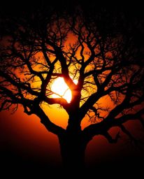 A dramatic scene unfolds as a smooth gradient sunset transitions behind an old oak tree with twisted branches. This image is 