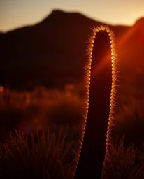 A desert cactus glows in the last rays of the sun, presented in a palette of warm autumn colors. The image is defined by high