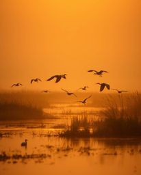 A dreamy, soft-lit image with a distinct split composition, depicting a golden hour scene in the wetlands with herons flying.