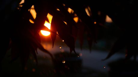 Experience the captivating beauty of a sunset reflected in raindrops clinging to leaves, captured with high contrast and low 