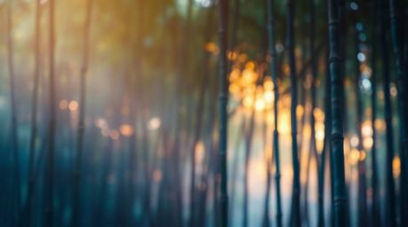 A soft, cinematic haze effect renders a captivating bamboo forest bathed in the warm glow of the sunset.  The soft focus and 