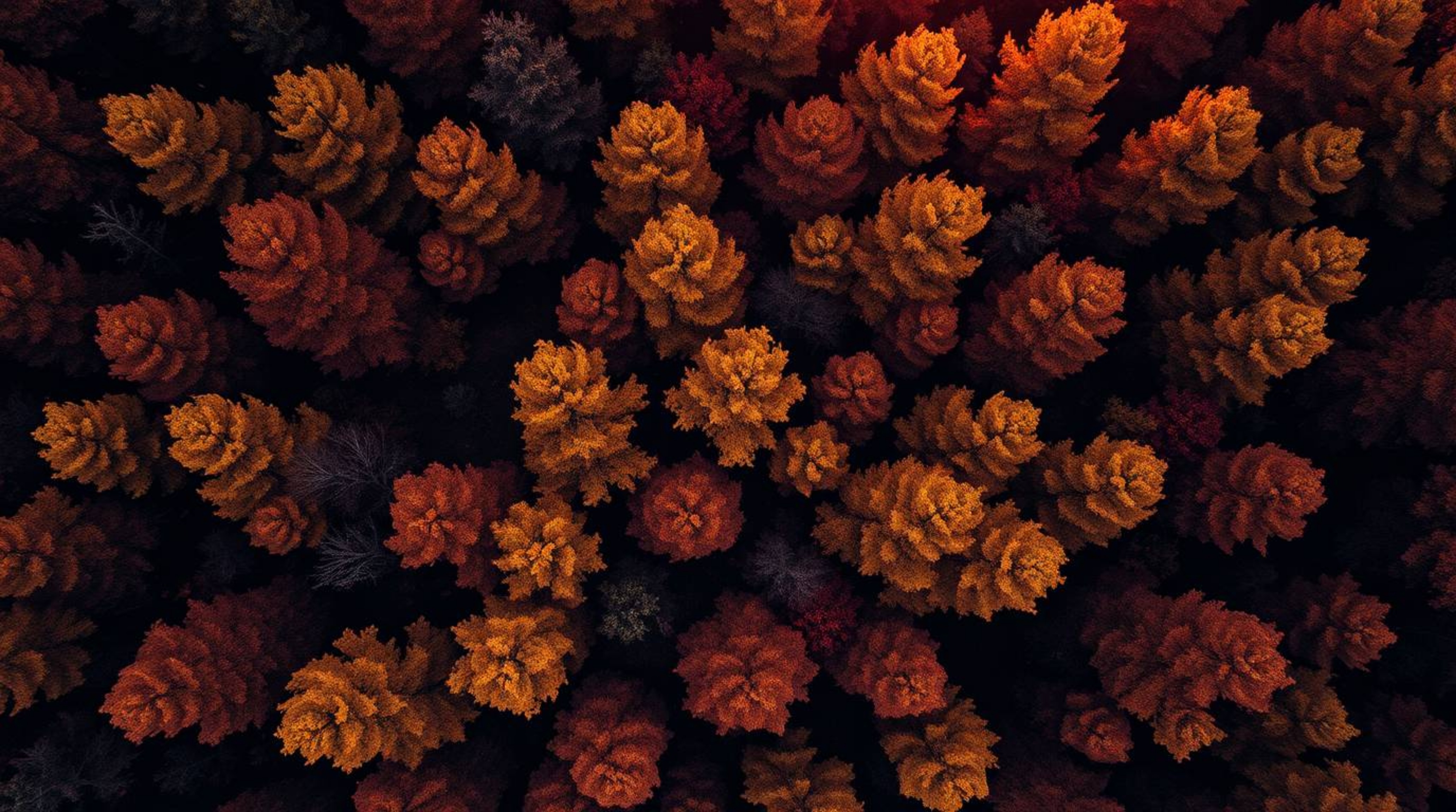 Immerse yourself in a rich and captivating autumn forest scene, rendered in deep burgundy and blue hues, captured from a brea
