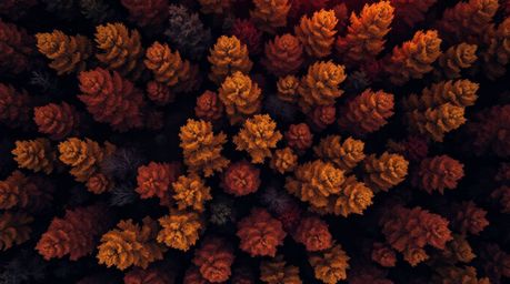 Immerse yourself in a rich and captivating autumn forest scene, rendered in deep burgundy and blue hues, captured from a brea