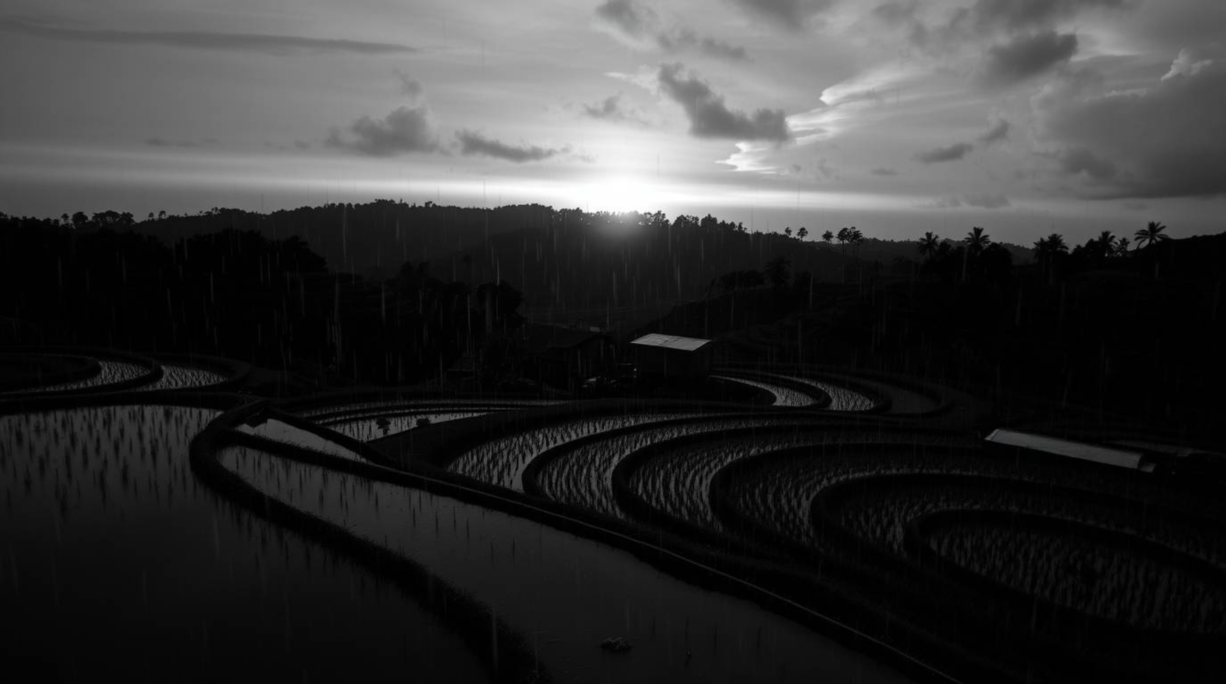 A captivating monochrome photograph showcases an intense rainy sunset over stunning rice terraces.  The drizzling rain create