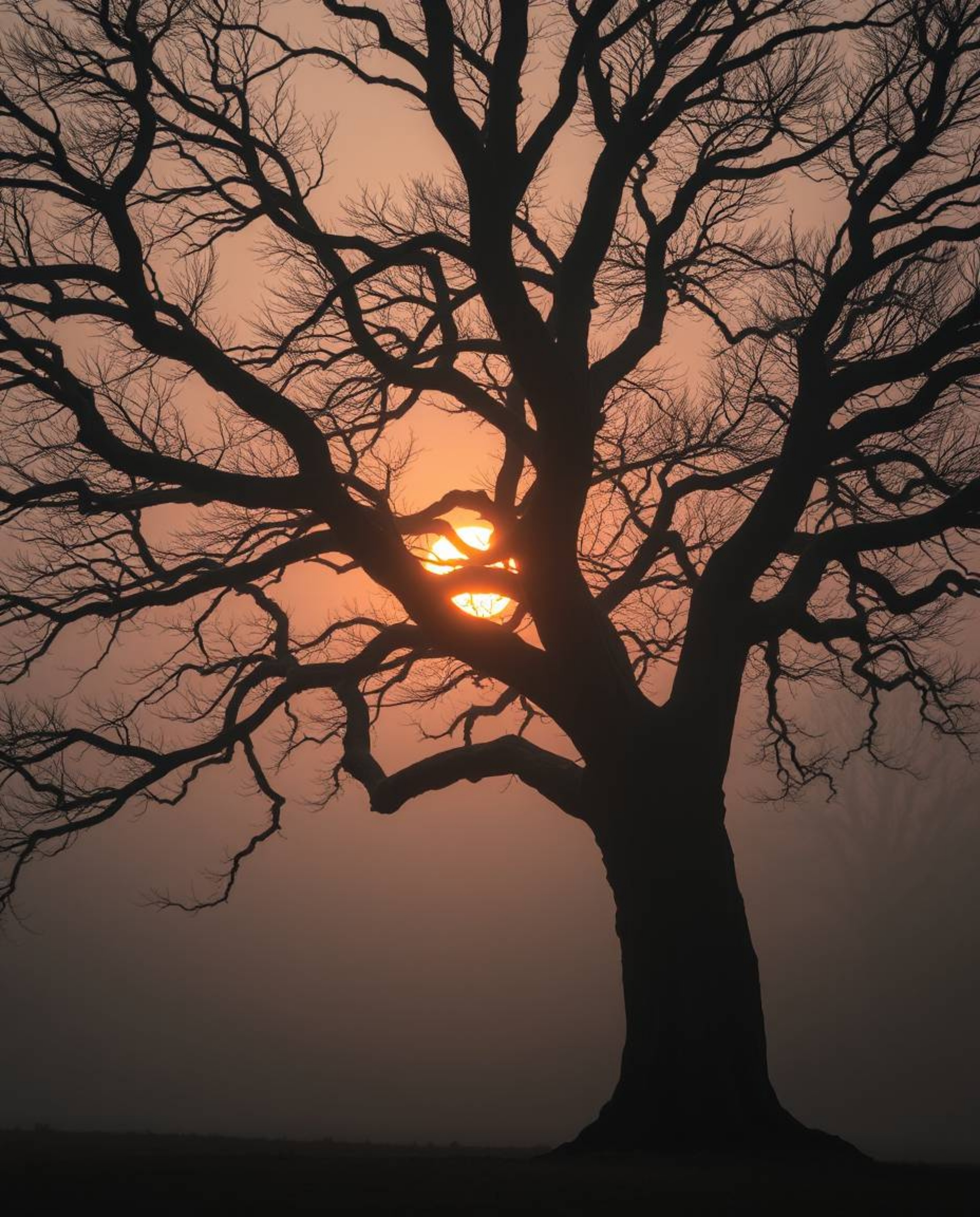A soft cinematic haze and a strong, moody style depict a low-contrast, soft-focus sunset behind an old oak tree with twisted 
