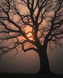 A soft cinematic haze and a strong, moody style depict a low-contrast, soft-focus sunset behind an old oak tree with twisted 