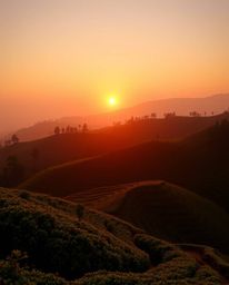 A sunset over terraced tea plantations is bathed in gentle, soft, warm light. The scene is predominantly composed of reds, or