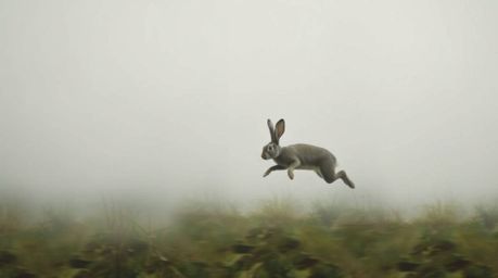 A comedic image featuring a wacky rabbit outsmarting a hunter in a dense fog. The scene utilizes low visibility and bold cont