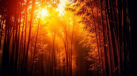 A creative light art piece beautifully depicting a bamboo forest bathed in warm sunset light.  The use of warm autumn colors 