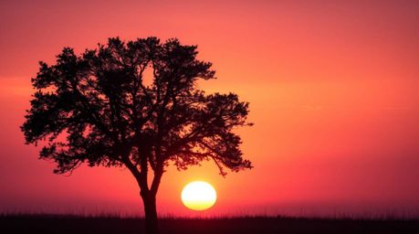 A captivating image of a lone tree silhouetted against a vibrant, fiery sunset.  The soft focus and cinematic haze create a d
