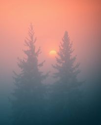 A photograph captures sunset light sparkling on snowy pine trees through thick, foggy surroundings. The scene is beautifully 