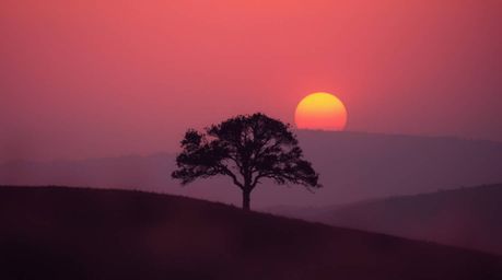 A captivating image of a lone tree silhouetted against a vibrant, fiery sunset on a hill.  Rendered in soft pastel colors, th