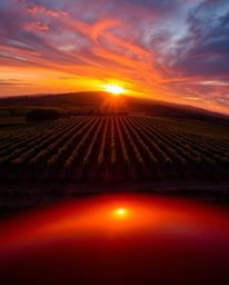 An overhead bird’s-eye view captures a stunning sunset over a vineyard, showcasing iridescent colors and beautiful reflection