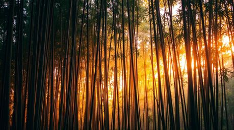 Immerse yourself in the enchanting allure of a bamboo forest bathed in the warm hues of a setting sun. Experience a mystic en