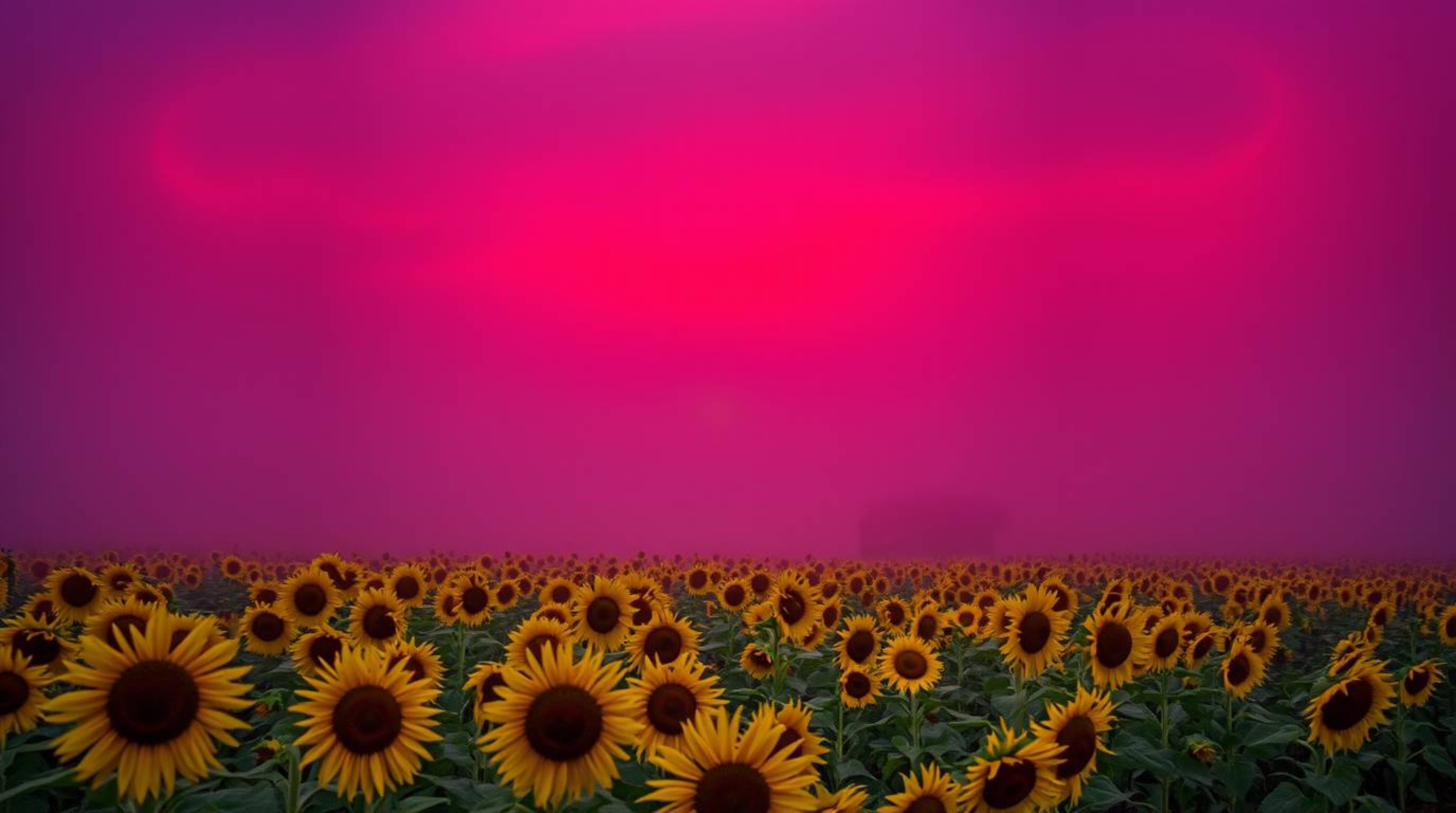 Explore a captivating sunflower field shrouded in thick fog, set beneath a deep red and purple sky. This mysterious landscape