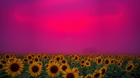 Explore a captivating sunflower field shrouded in thick fog, set beneath a deep red and purple sky. This mysterious landscape