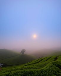 A photograph captures a sunset over terraced tea plantations amidst thick fog, resulting in low visibility and a deeply misty