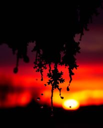 A striking image of intensely black snowflakes falling against a vibrant sunset. The composition uses a pure black silhouette