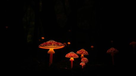 Immerse yourself in a vintage-style enchanted forest illuminated by the magical glow of vibrant mushrooms. This photograph, i