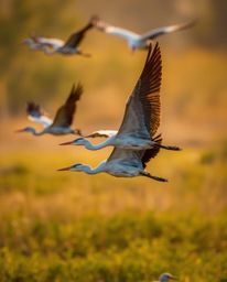 A golden hour wetlands scene featuring herons flying, captured with a distinct split-blurred bokeh effect. This image is char