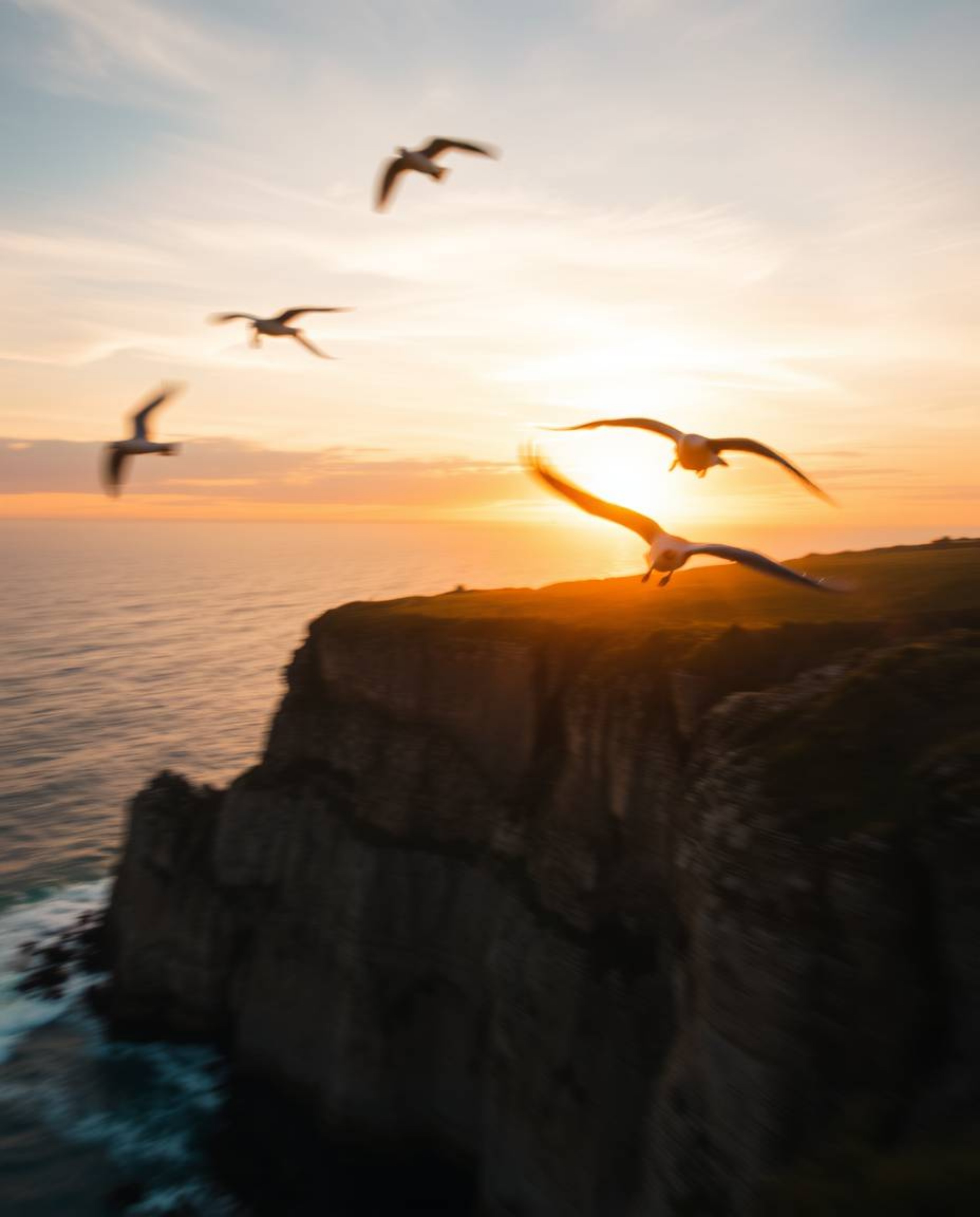A tight close-up, long-exposure photograph captures a sunset over a coastal cliff, showcasing soaring birds with motion blur.