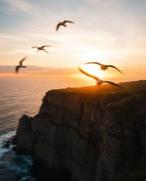 A tight close-up, long-exposure photograph captures a sunset over a coastal cliff, showcasing soaring birds with motion blur.