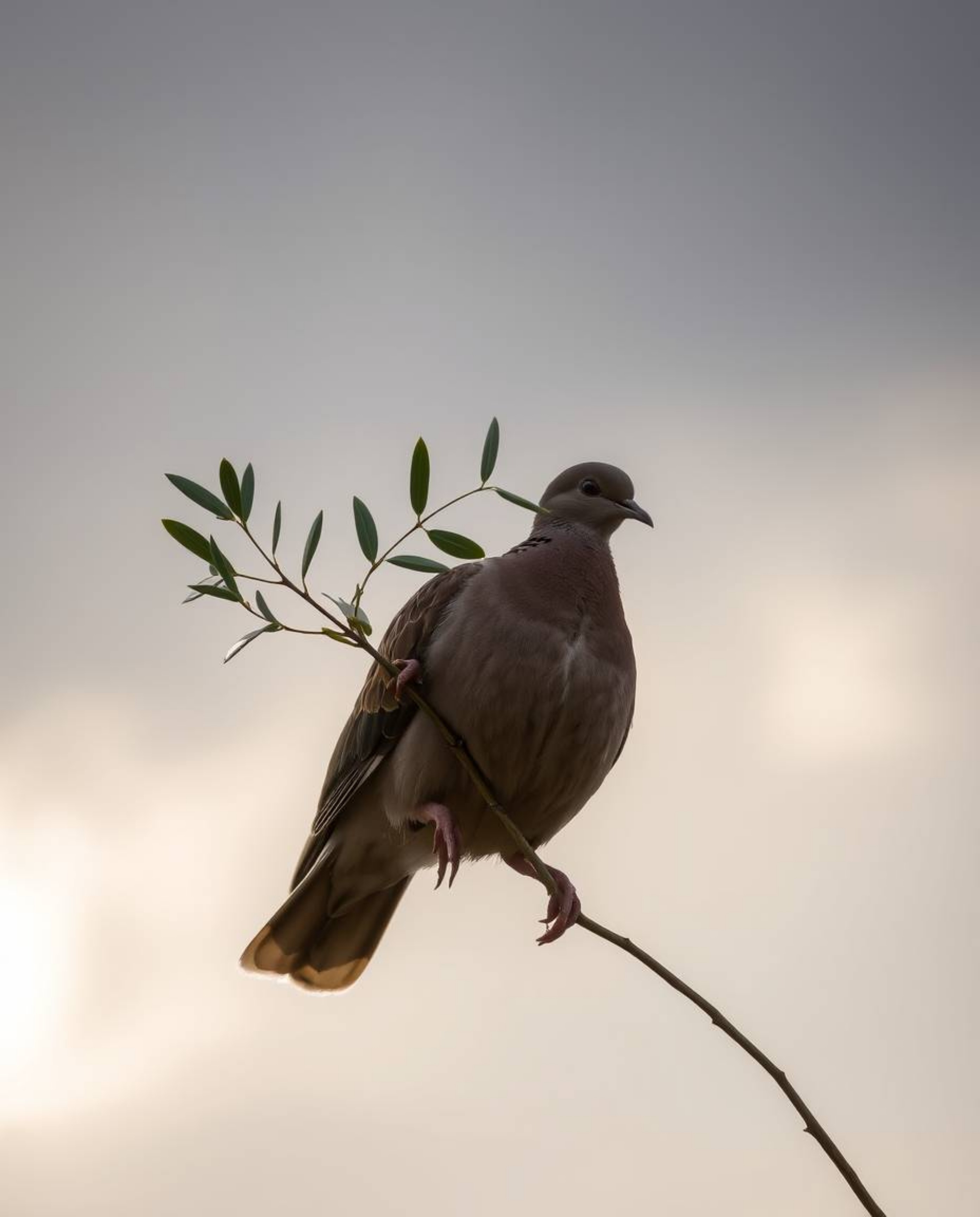 A serene image depicting a dove with natural earth tones carrying an olive branch through a stormy sky. The silhouetted backl