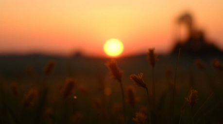 Experience a warm and tight close-up shot of a breathtaking sunset over a quiet meadow, as fireflies begin to emerge and illu