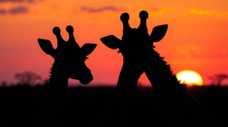 Delightful silhouettes of giraffes grace a vibrant sunset savanna.  Iridescent colors and charming features create a captivat