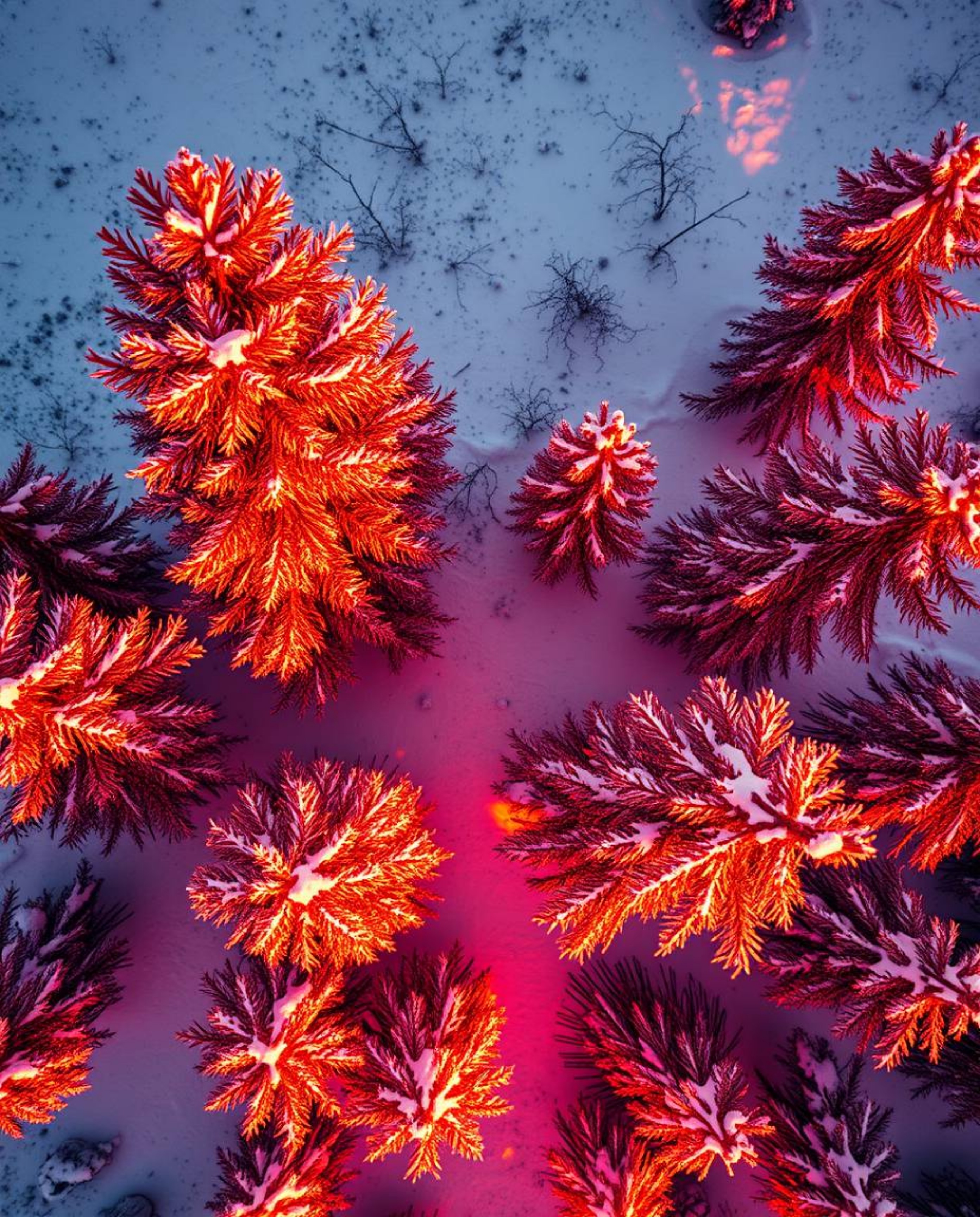 A warm overhead bird’s eye view provides a stunning top-down perspective of sunset light sparkling on snowy pine trees. The s