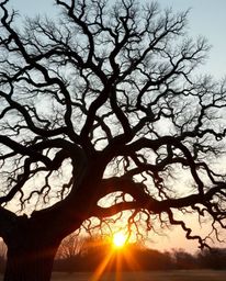 A precise architectural color photograph captures a cinematic style sunset behind an old oak tree with twisted branches. This