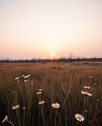 A realistic photograph of a sunset over a spring wildflower meadow, taken from a high-angle perspective. The image is charact