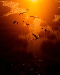 An overhead, bird's-eye view of a Golden hour wetlands scene with herons flying. This image features contrasting chiaroscuro 