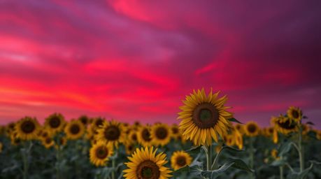 A captivating fine art photograph depicting a breathtaking sunflower field bathed in the enchanting glow of a deep red and pu