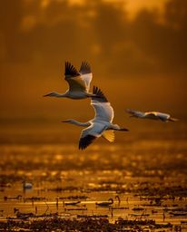 A high-contrast, low-key lighting image of a Golden hour wetland, featuring graceful herons in flight. This photograph is def
