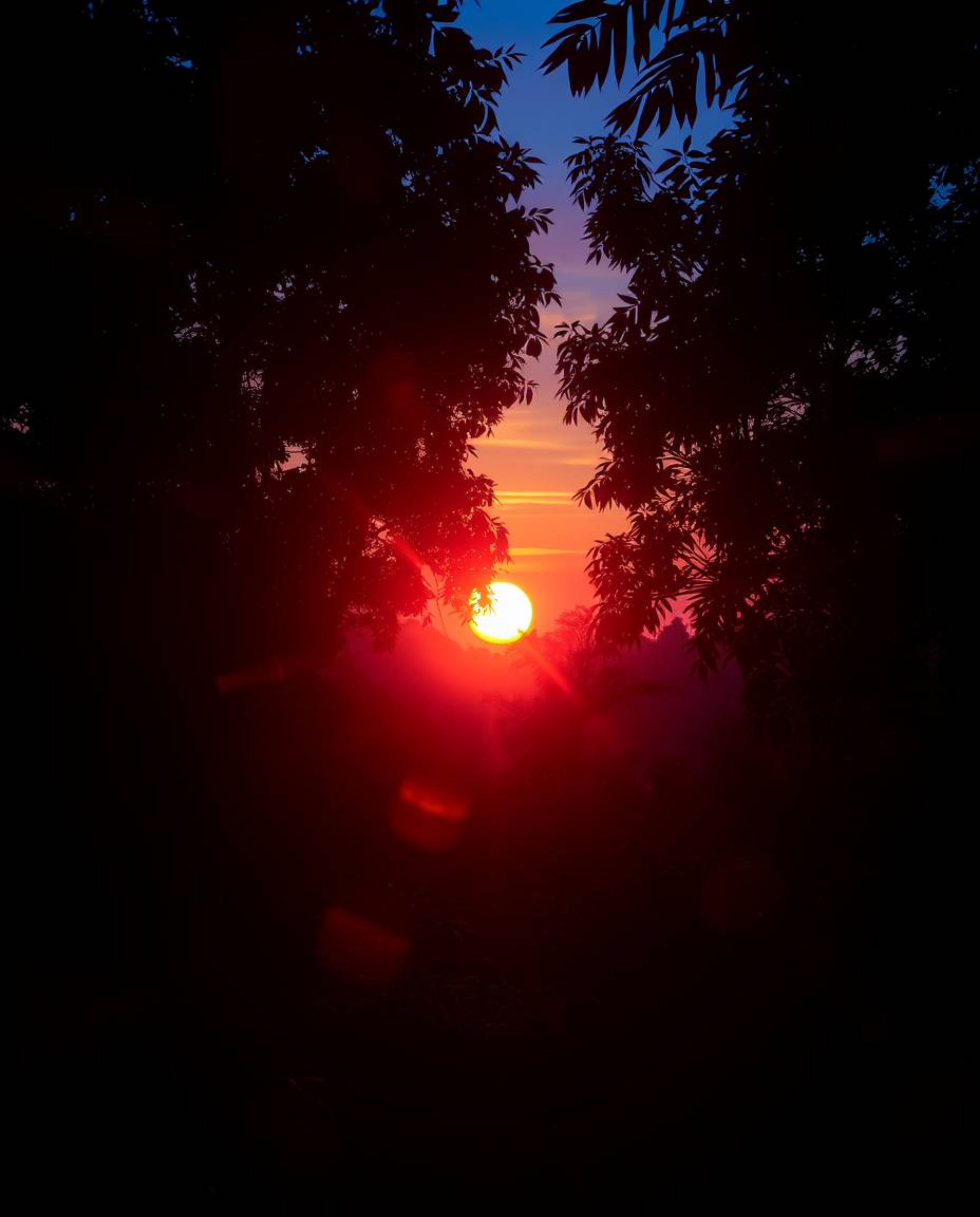 A creative light art piece depicts a dreamy sunset scene within a dense jungle canopy. The installation uses artistic lightin