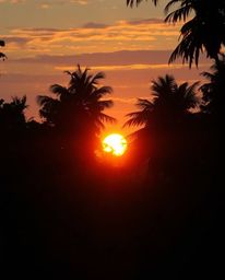 A stunning scene where both bioluminescent and iridescent colors bathe a sunset viewed through a dense jungle canopy. The atm