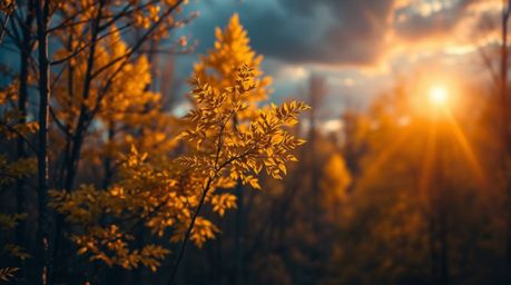 A captivating photograph showcases a vibrant autumn forest bathed in the golden light of sunset.  The sharp focus on the subj