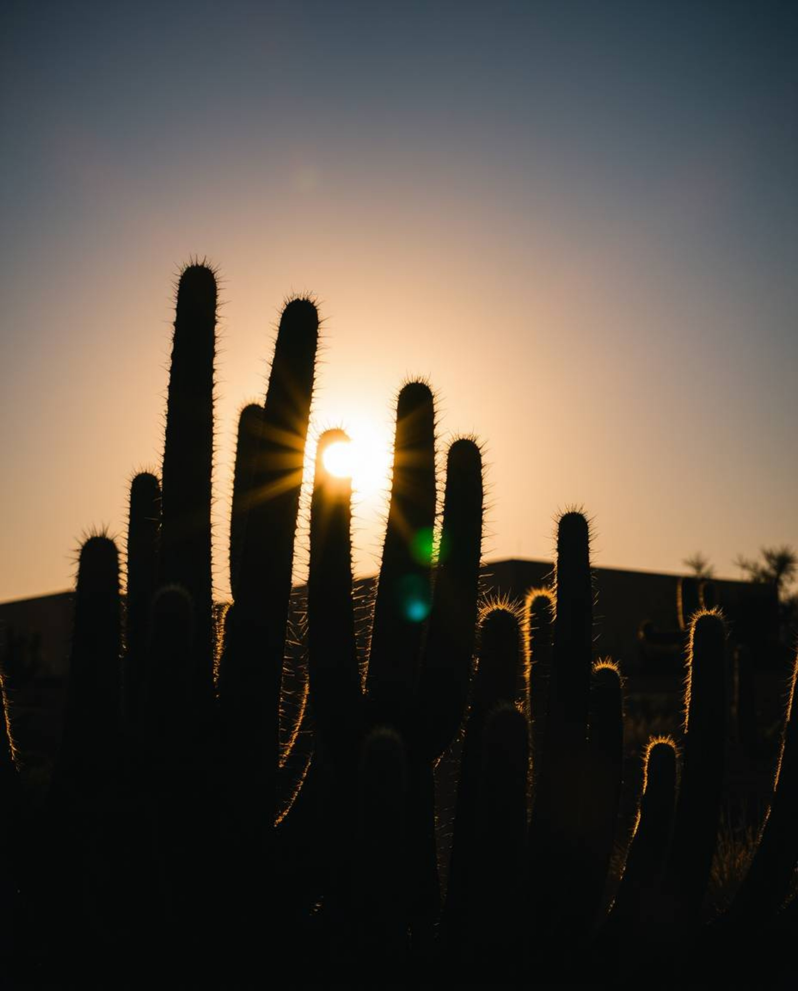 A piece of precise architectural color photography capturing a silhouetted desert cactus glowing warmly in the setting sun. T