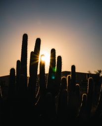 A piece of precise architectural color photography capturing a silhouetted desert cactus glowing warmly in the setting sun. T