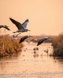 A detailed close-up shot captures herons in flight against a golden hour wetlands scene. The image is characterized by its sh