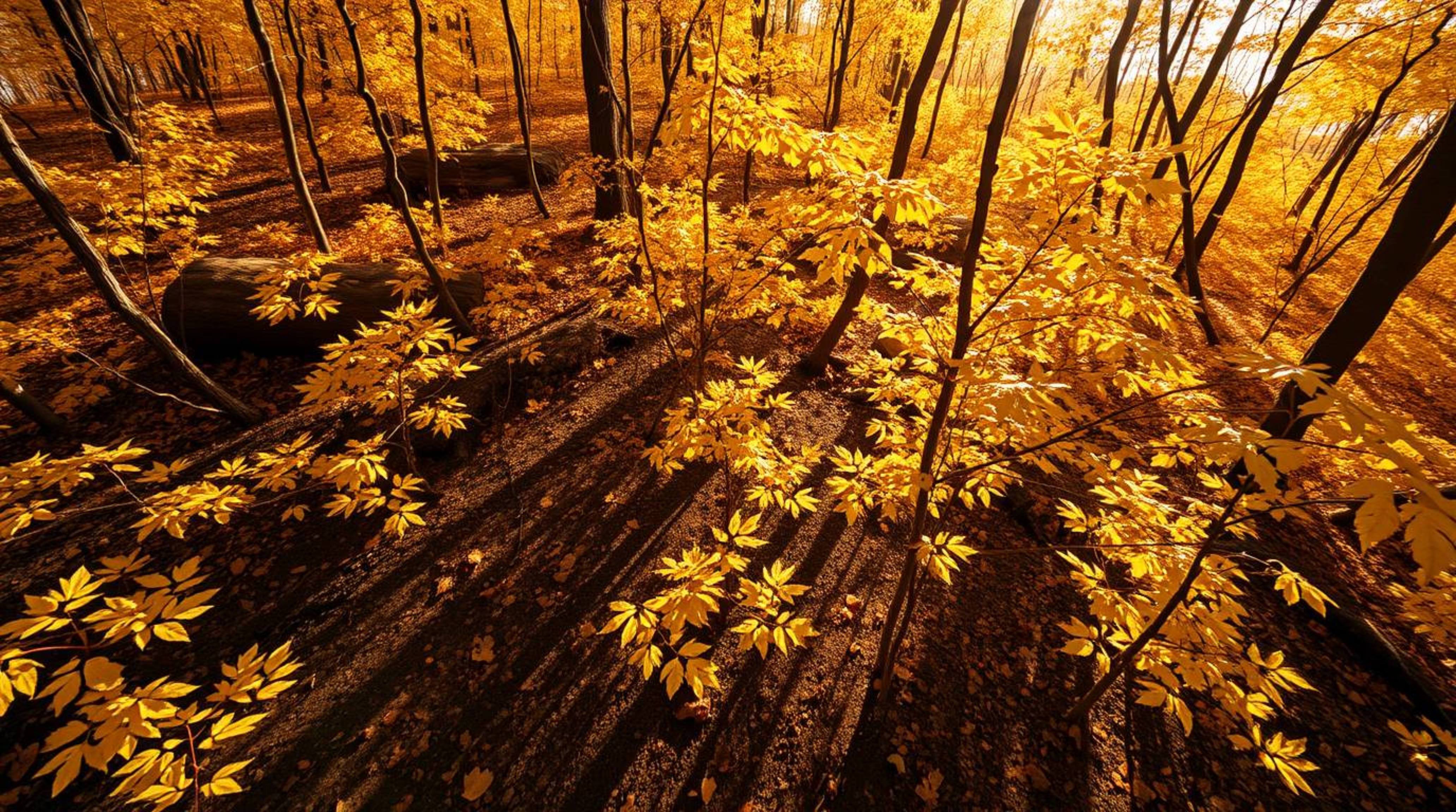 A stunning high-angle shot captures an autumn forest bathed in strong sunlight. Golden leaves illuminate the scene, casting d