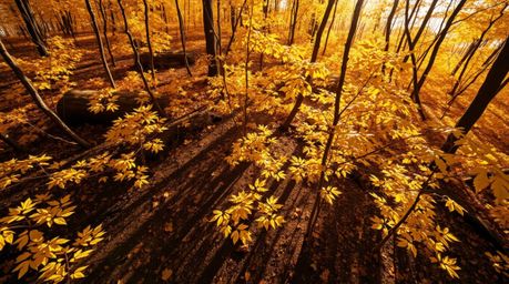 A stunning high-angle shot captures an autumn forest bathed in strong sunlight. Golden leaves illuminate the scene, casting d